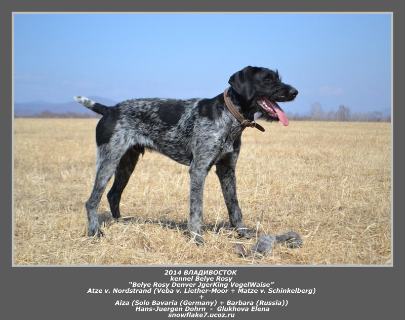 Рассмотрите фотографию собаки породы немецкий дратхаар. Дратхаар чемпион. Дратхаар черный. Дратхаар некупированный. Дратхаар рыжий короткошерстный.