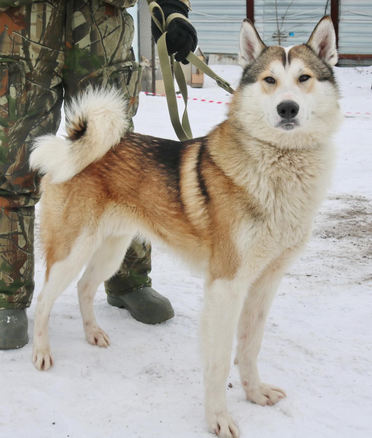 Порода западносибирская лайка. Западно сибирская лайка. Зсл лайка. Лайка волкодав сибирская. Хаски агути.