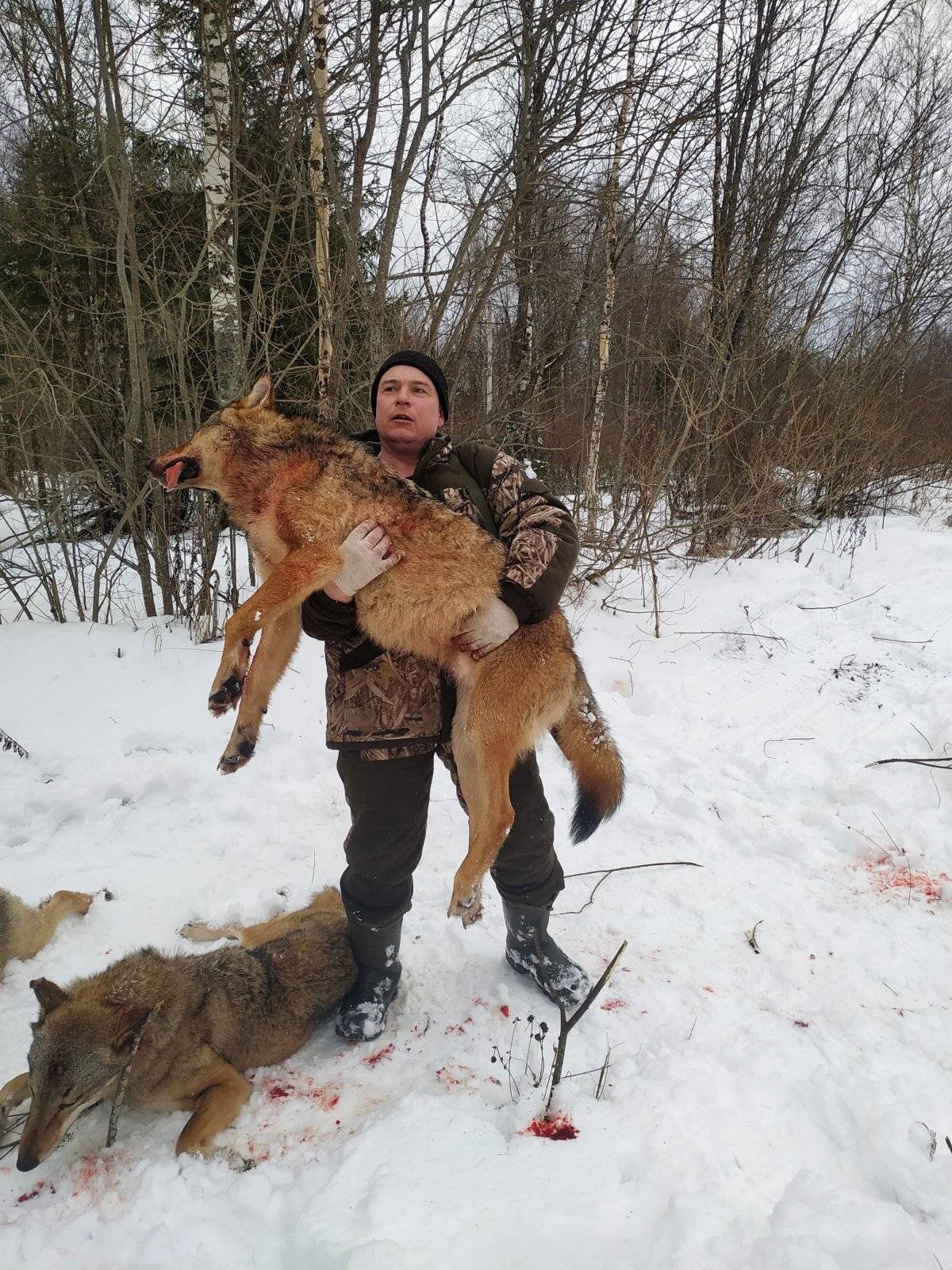 Охота на волков в Ярославской области