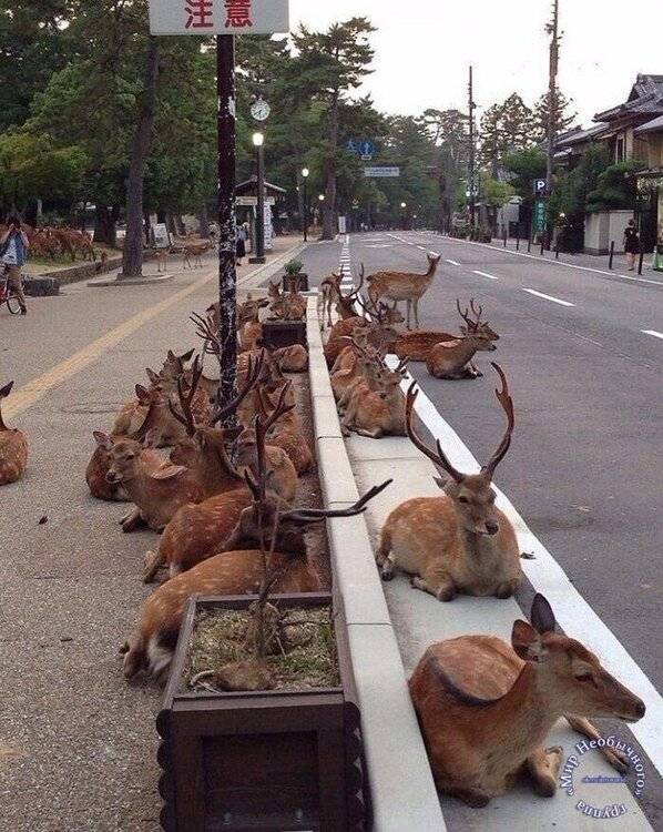 Японский город Нара, в котором олени вместо собак и кошек.jpg