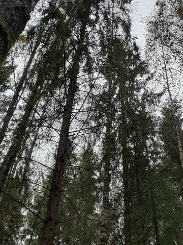 Повис на дереве.jpg