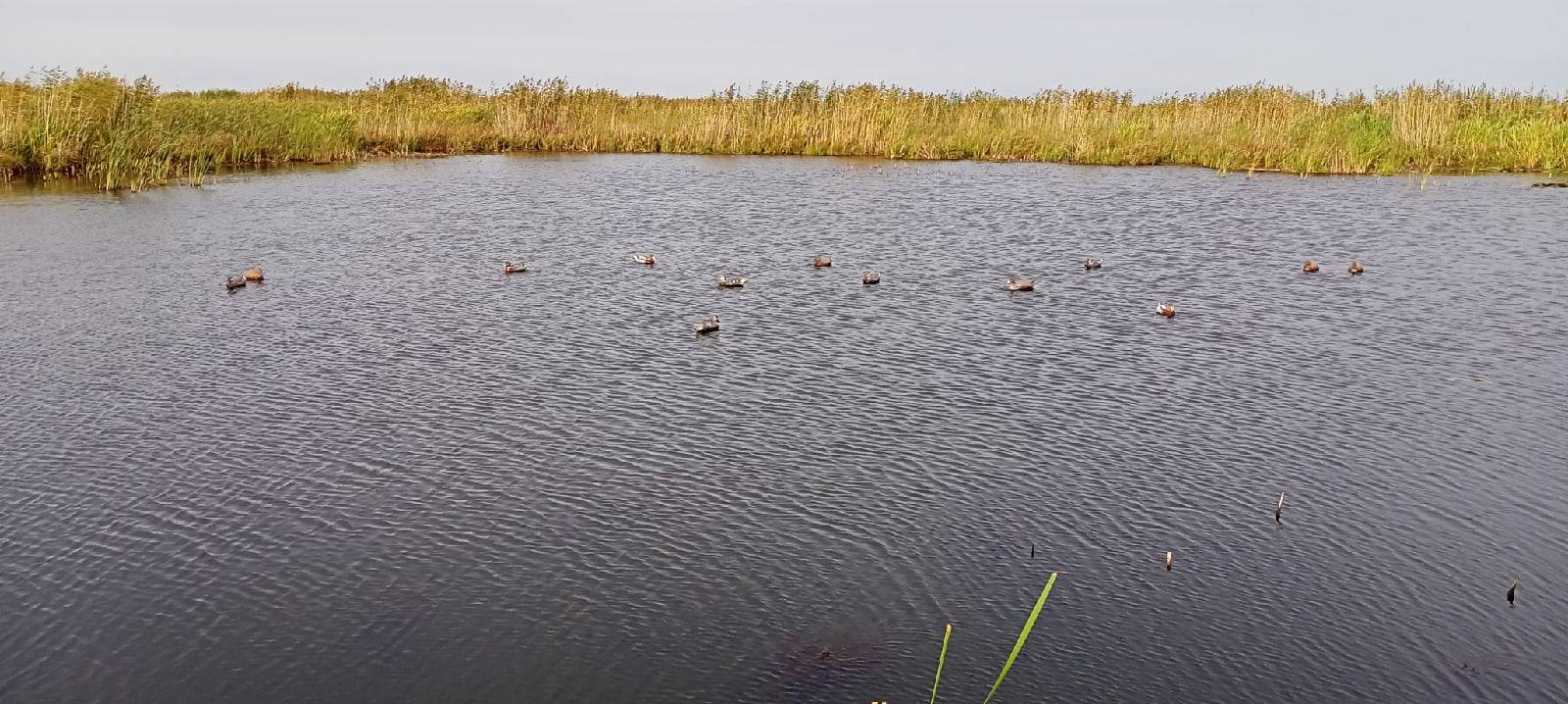 Охота на гуся озеро Неро. Рыбалка на озере неро