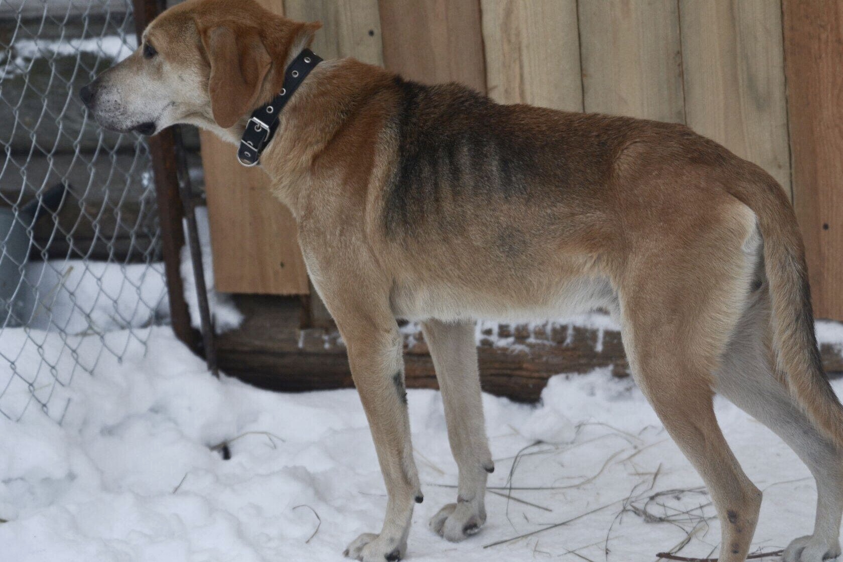 Каролинская гончая. Русский гончий выжлец. Русский гончий выжлец. Русский гончий выжлец. Гончая выжлец.
