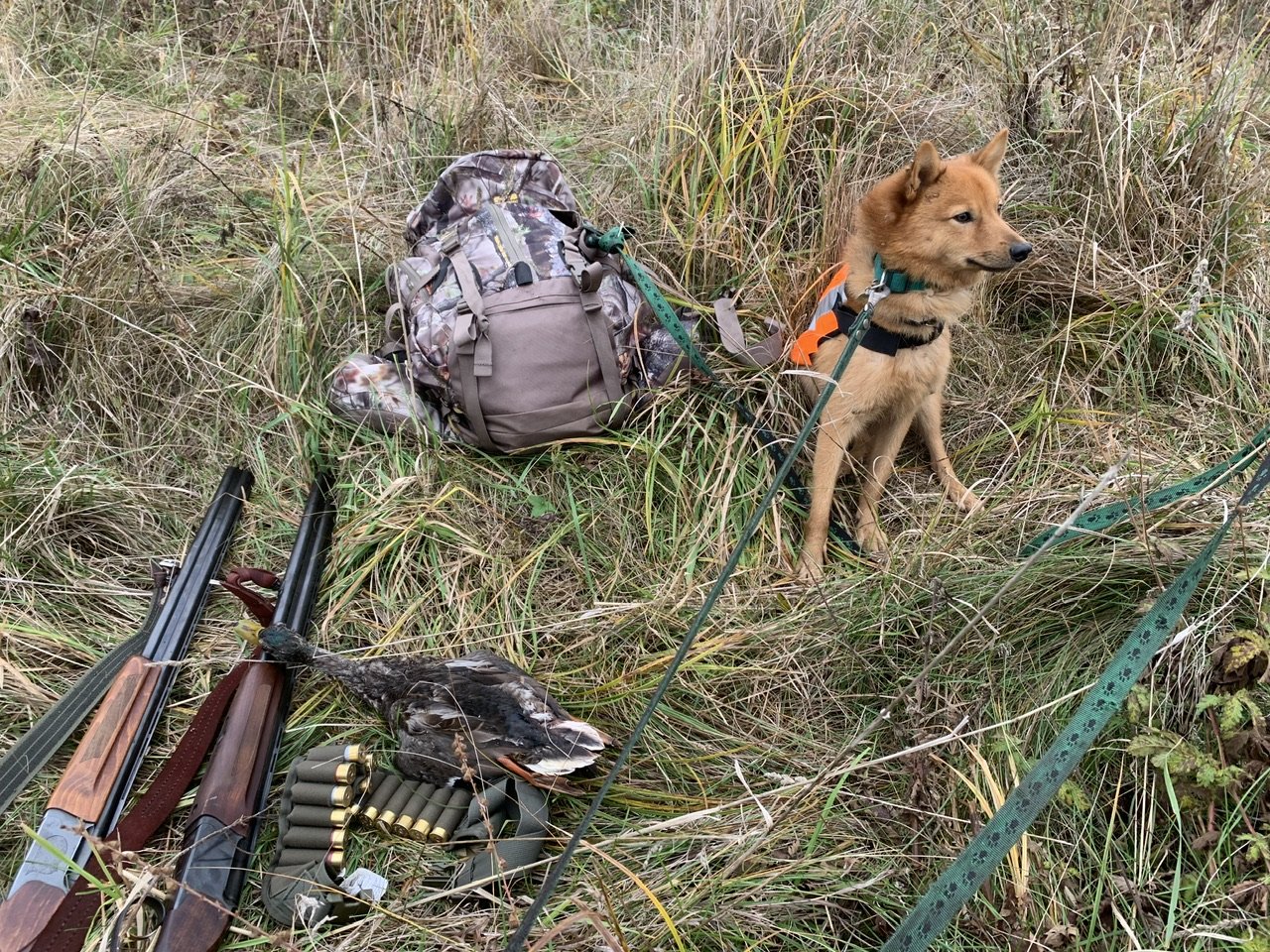 Открытие весенней охоты 2024 в ленинградской области. Собака на охоте. Охотник с собакой.
