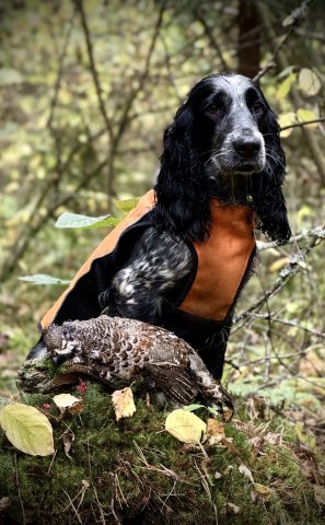 Краски осени 2025. Рябчик