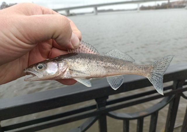 Screenshot_20251028-232621 (1).png