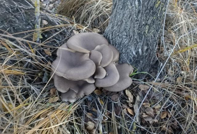 Screenshot_20251105-000121 (2).png