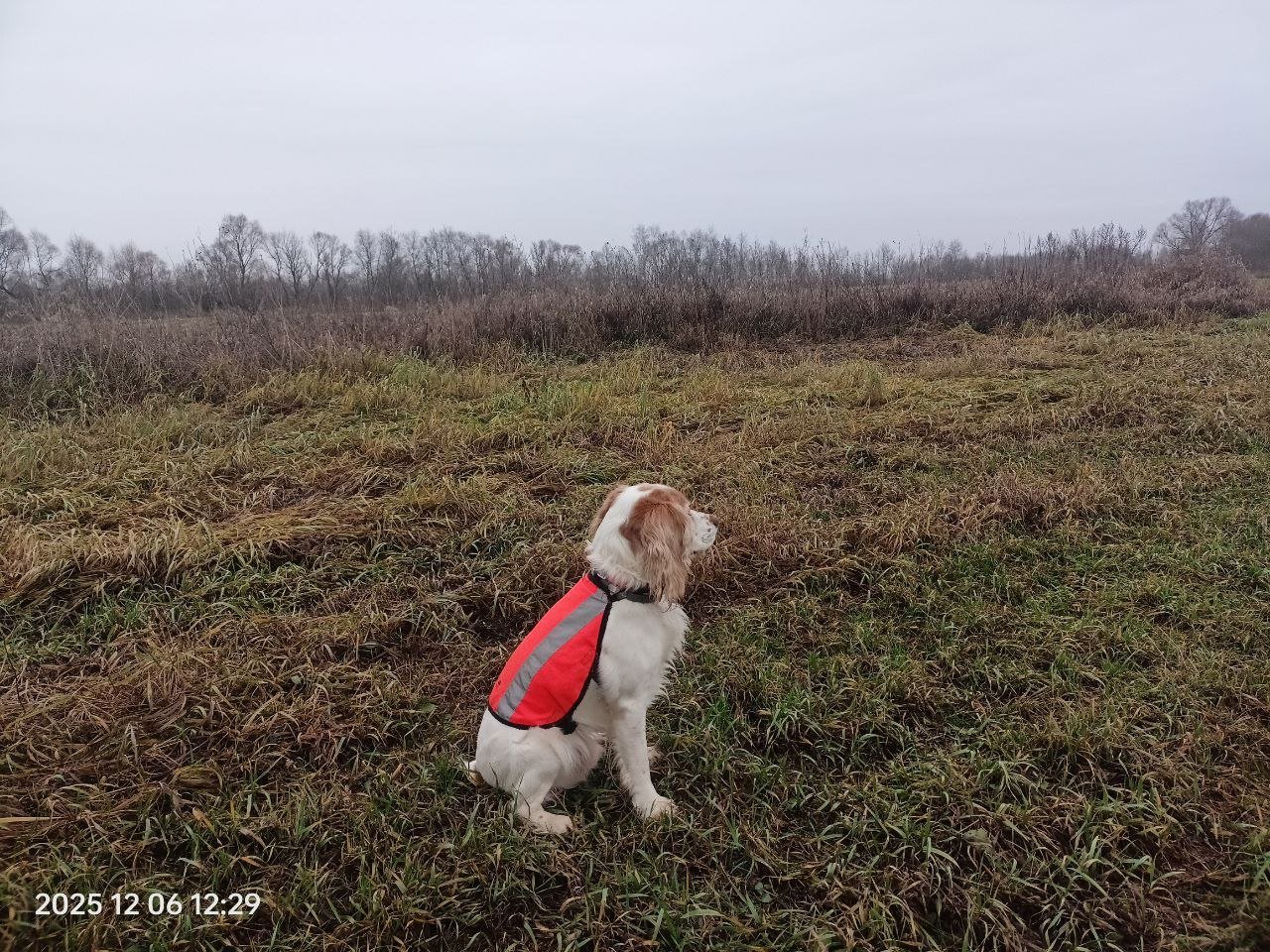 Болотно-луговая и иная дичь 2025