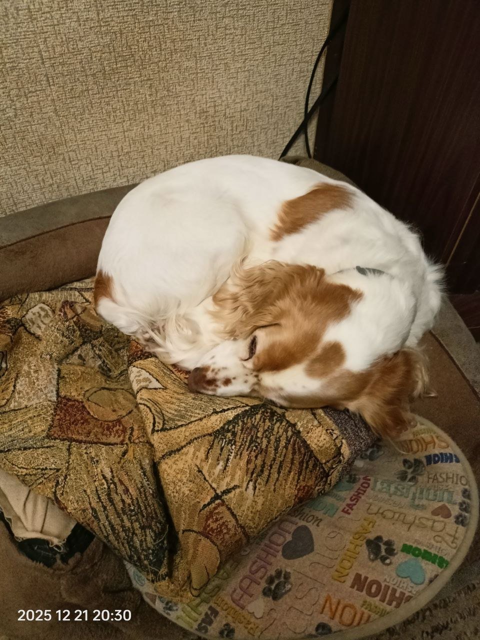 Болотно-луговая и иная дичь 2025