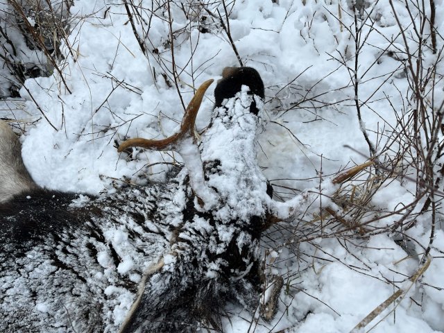 small.IMG_04991.jpg.c4233a80441a60e8dd06