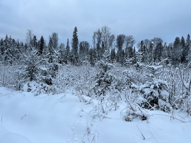 small.IMG_05011.jpg.49cbefd4e1fc3235ea43