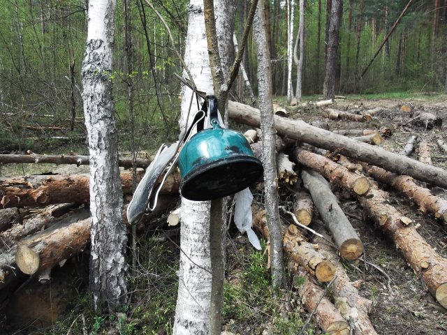 чирий у бобра 063.jpg