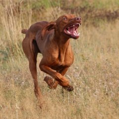 Влад Мамунт