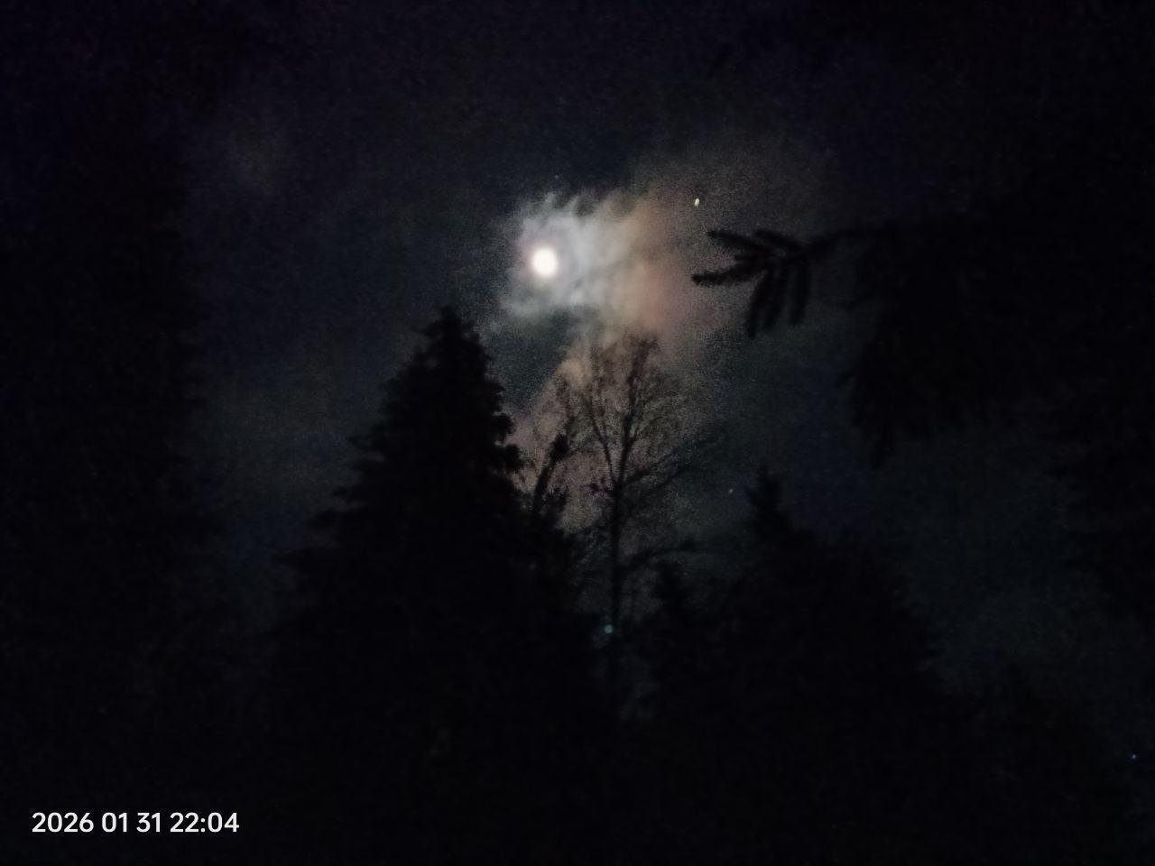 Охота на кабанчика и морозная ночь 31.01.2026