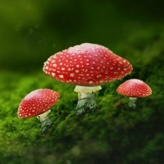 Шура Кузнецова