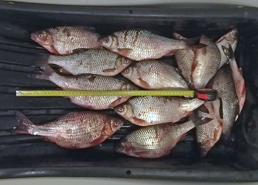 Окидывая взглядом