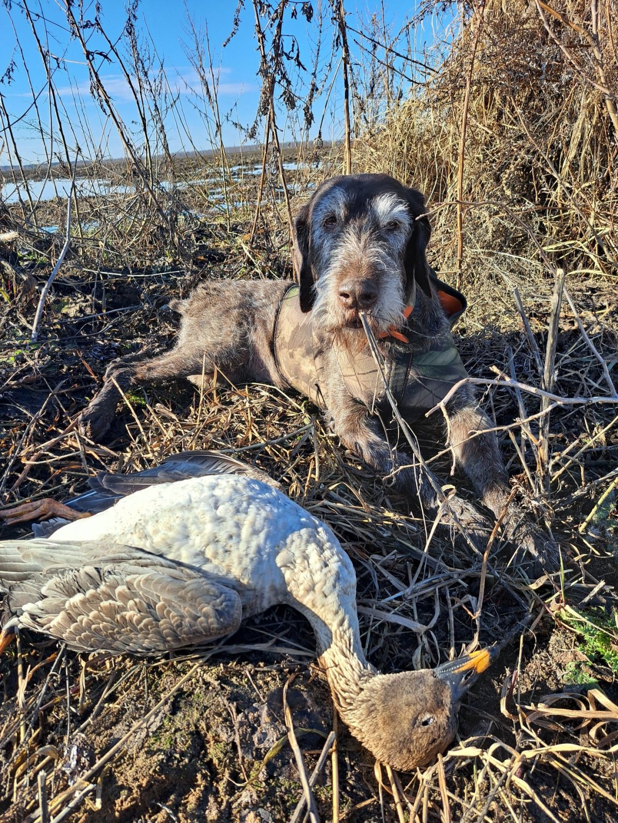"Идея"  и охота с ней...