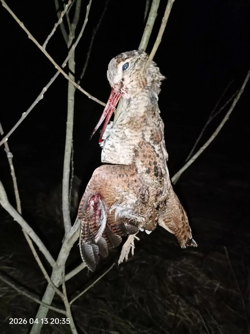 Вальшнеп 2026