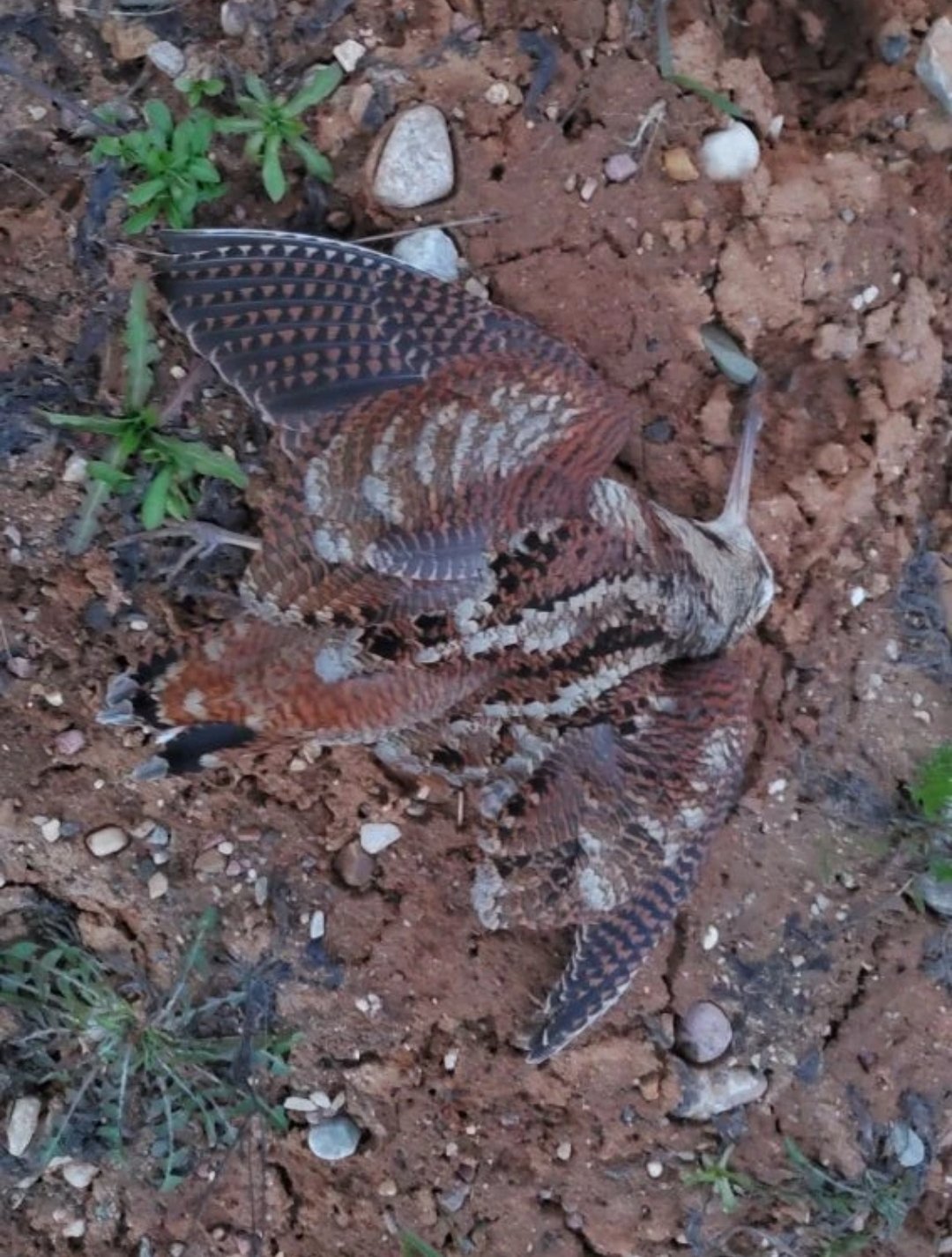 Всяко-разно.