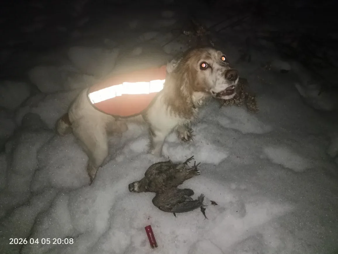 Вальшнеп 2026