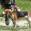 129-я Московская областная выставка собак охотничьих пород.