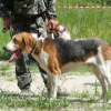 129-я Московская областная летняя выставка собак охотничьих пород