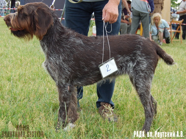Московская областная выставка охотничьих собак 18.06.2011 — База данных Русских охотничьих спаниелей